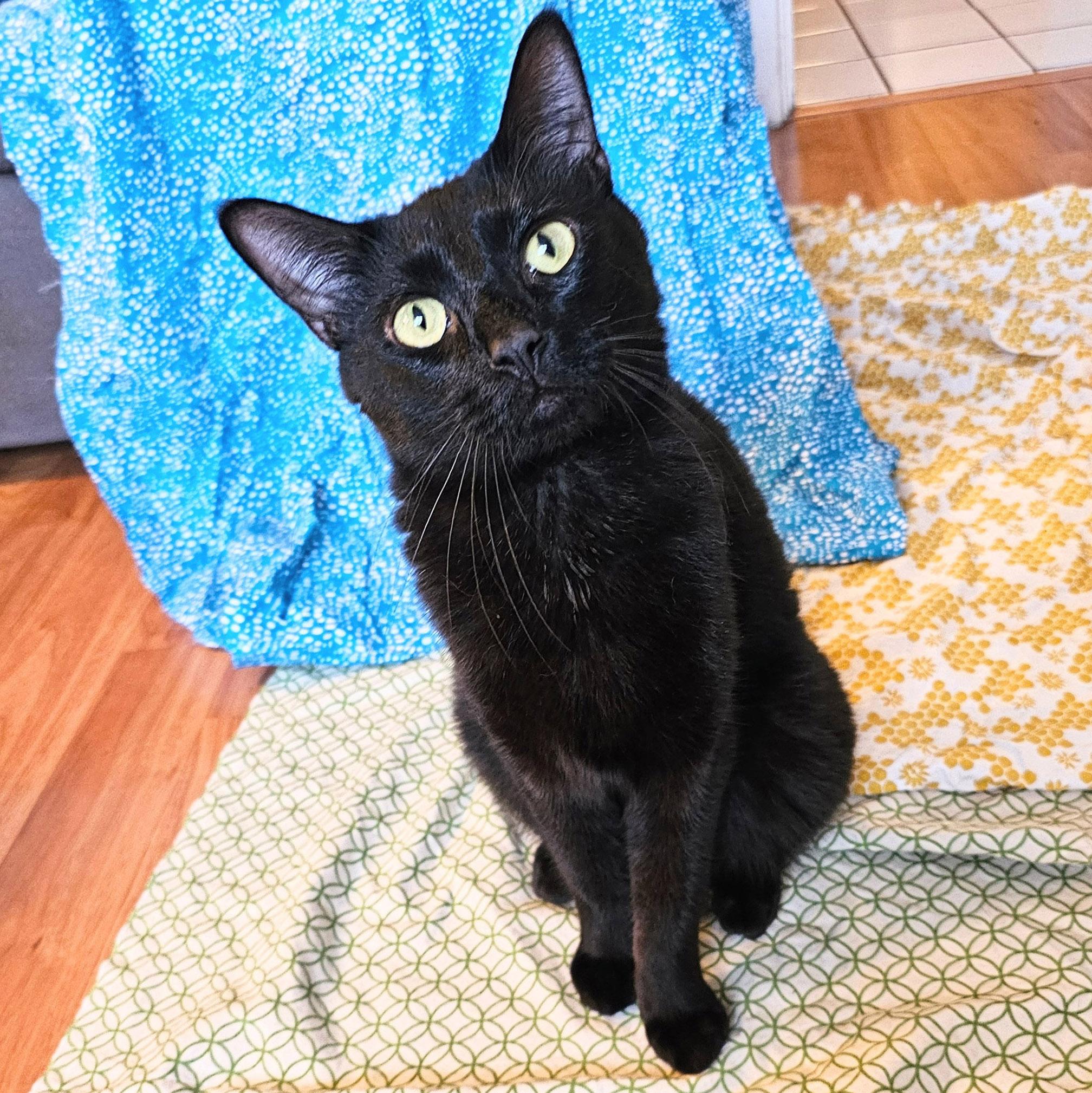 Basil, Adoptable, Adult Male Domestic Short Hair.