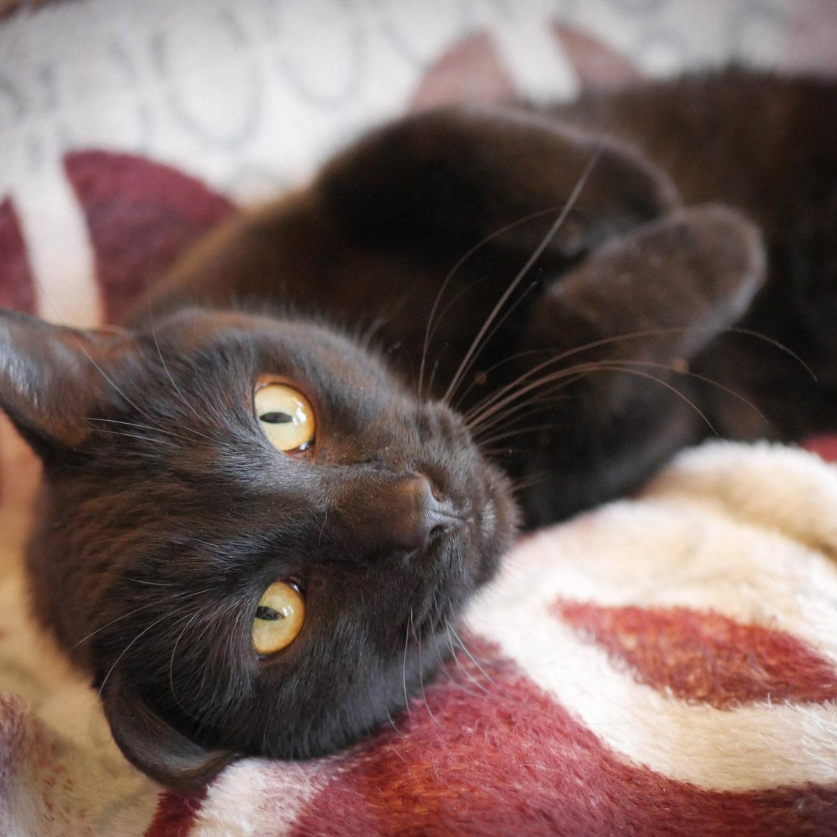 Basil, Adoptable, Adult Male Domestic Short Hair.