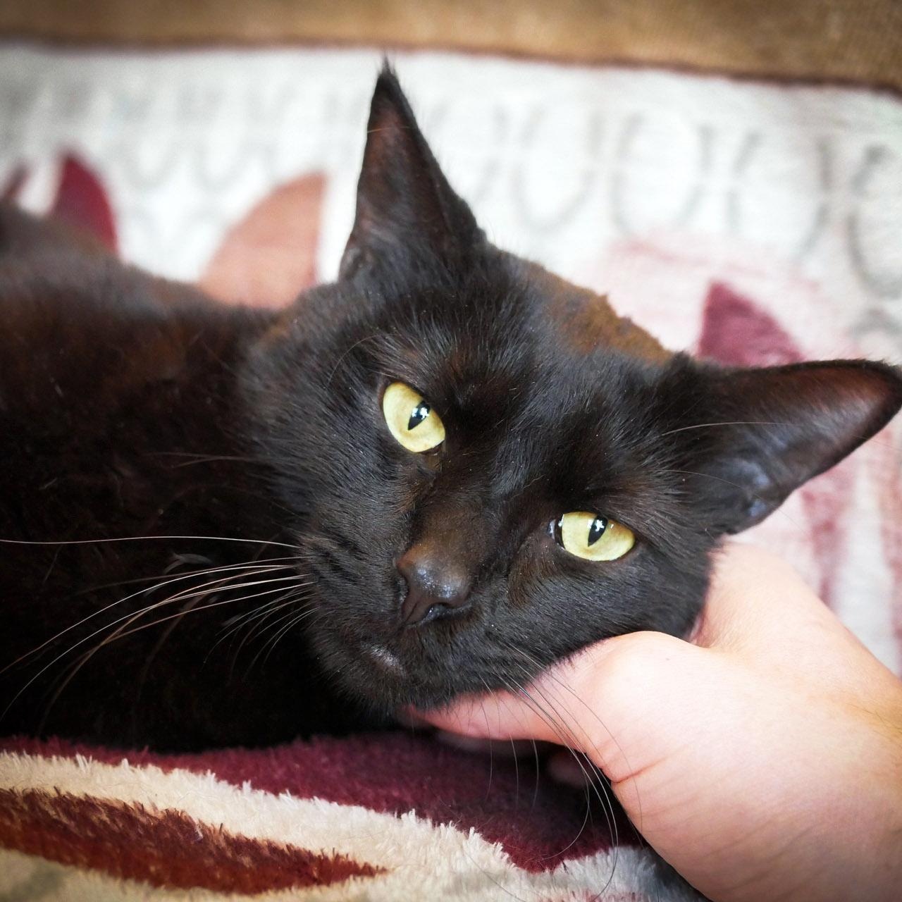 Enlarge Basil, a Adoptable Domestic Short Hair in Chicago, IL image 6/6