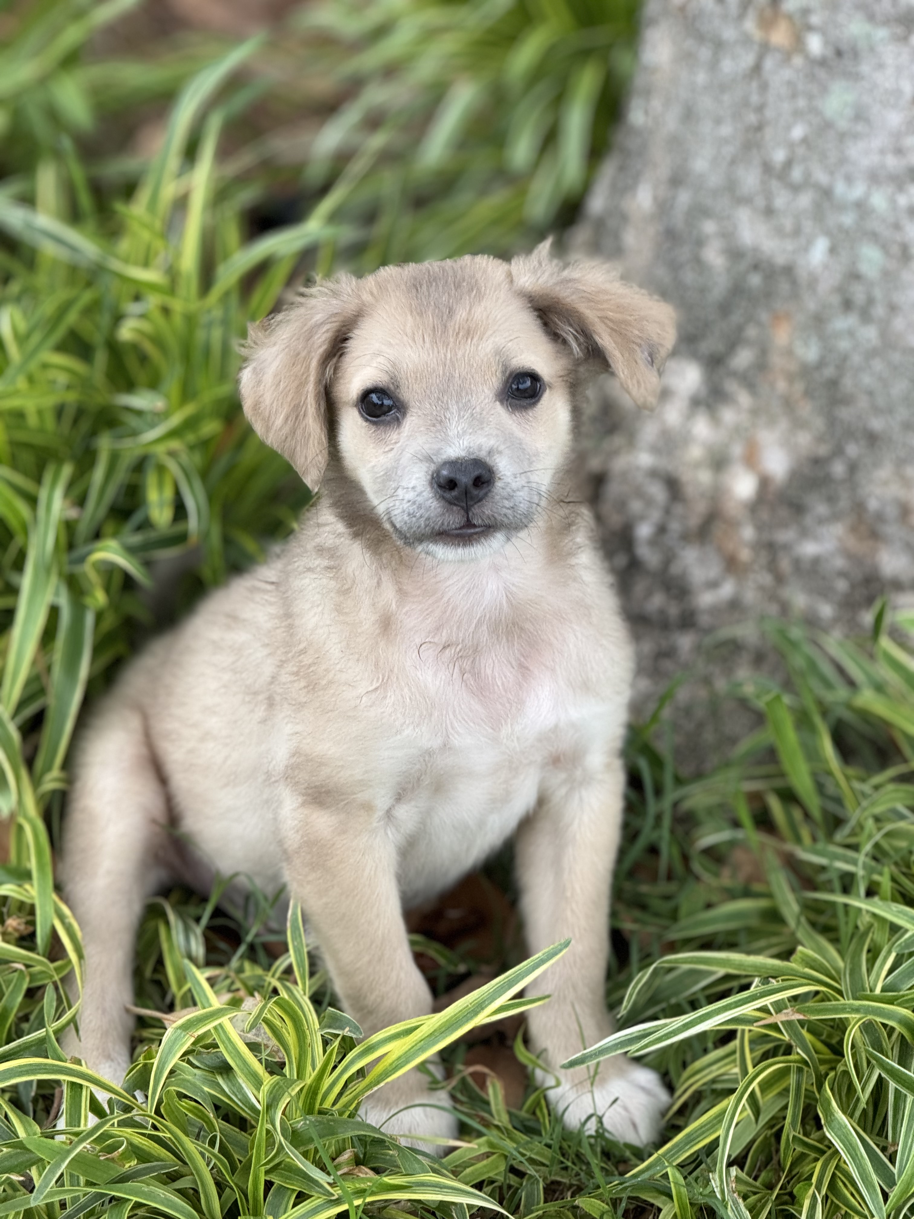 Eric, Adopted, Puppy Male Anatolian Shepherd.