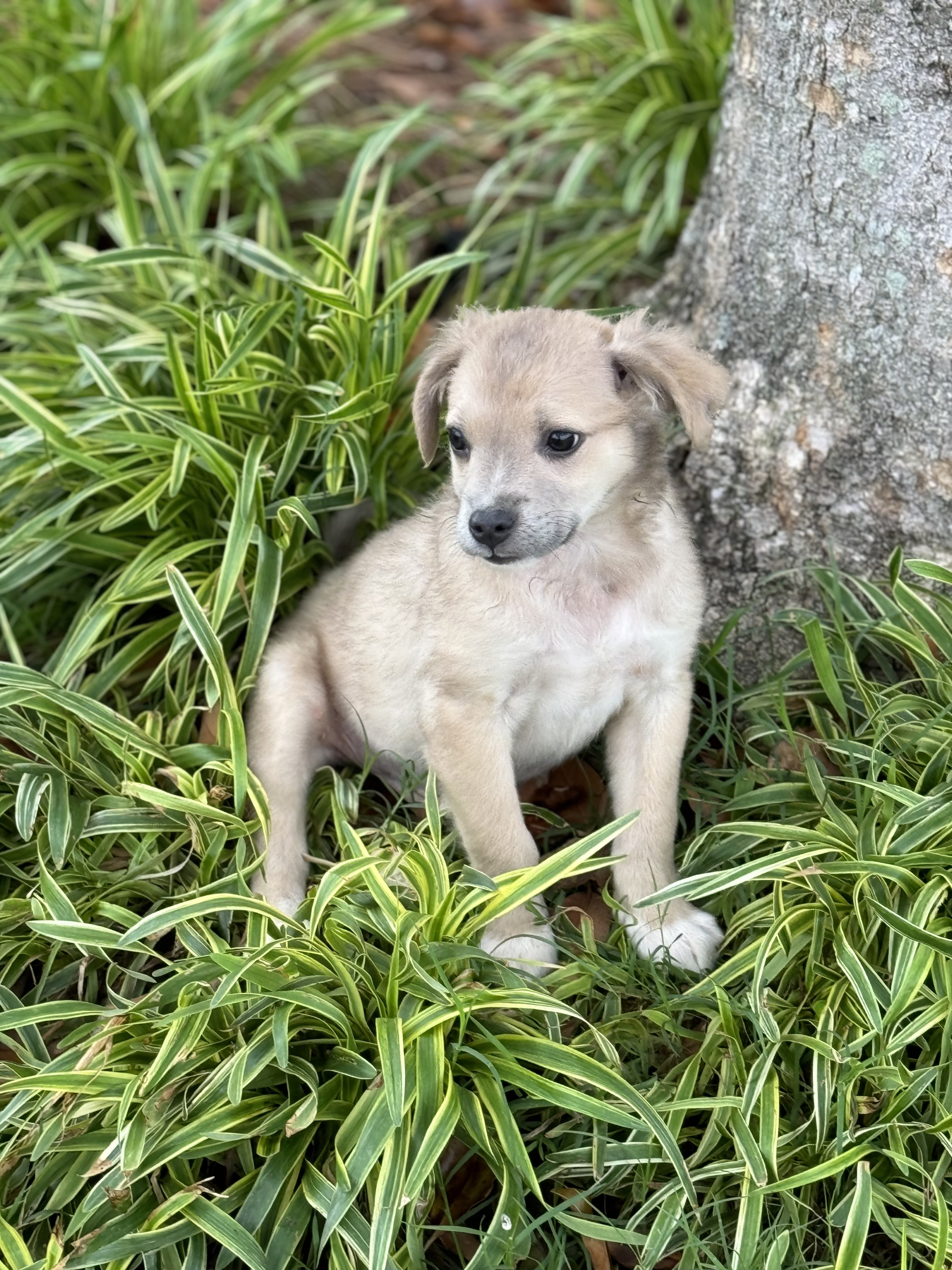 Eric, a Adopted mixed breed in Holly Springs, MS image 2/4
