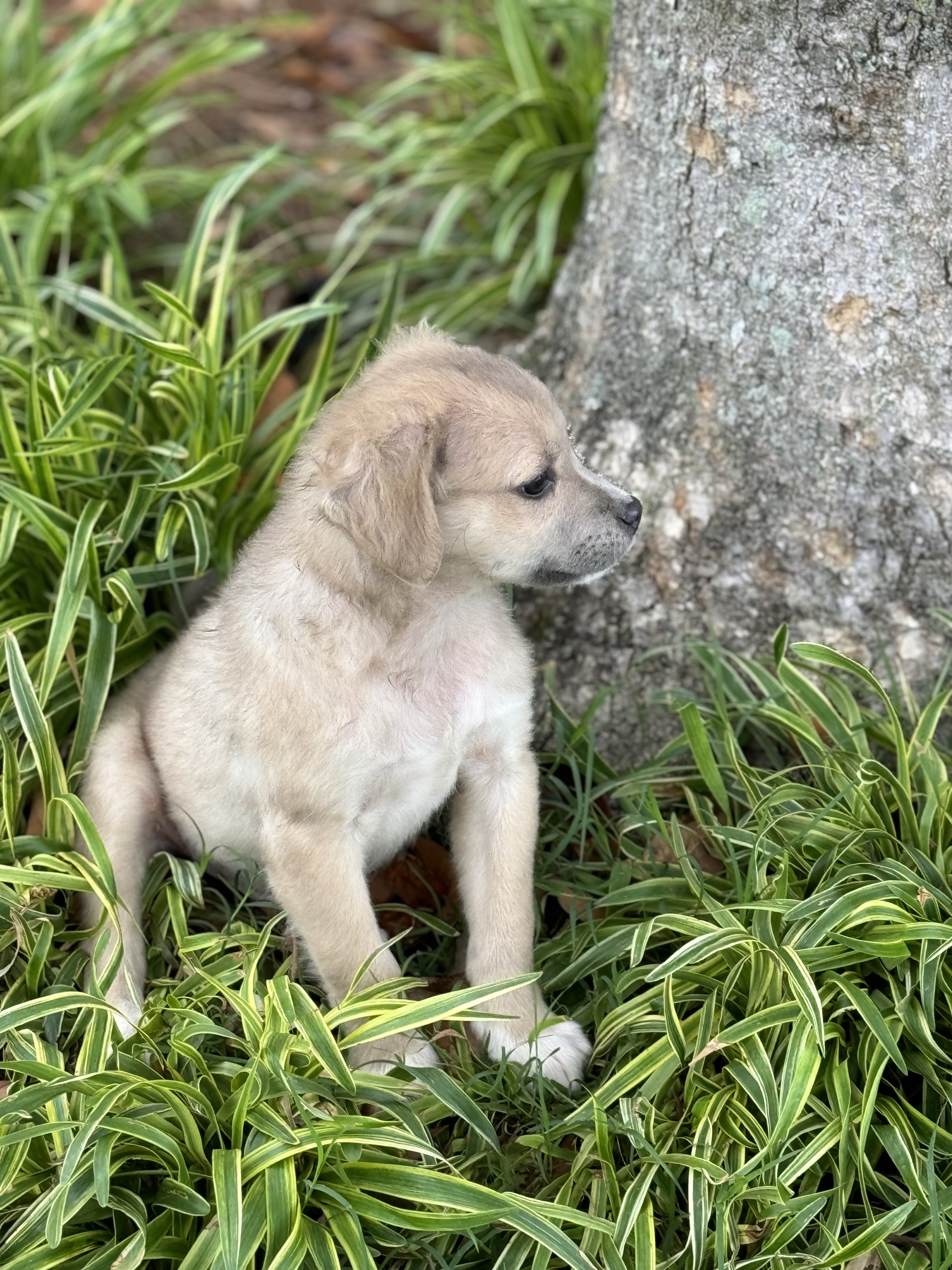 Eric, a Adopted mixed breed in Holly Springs, MS image 3/4