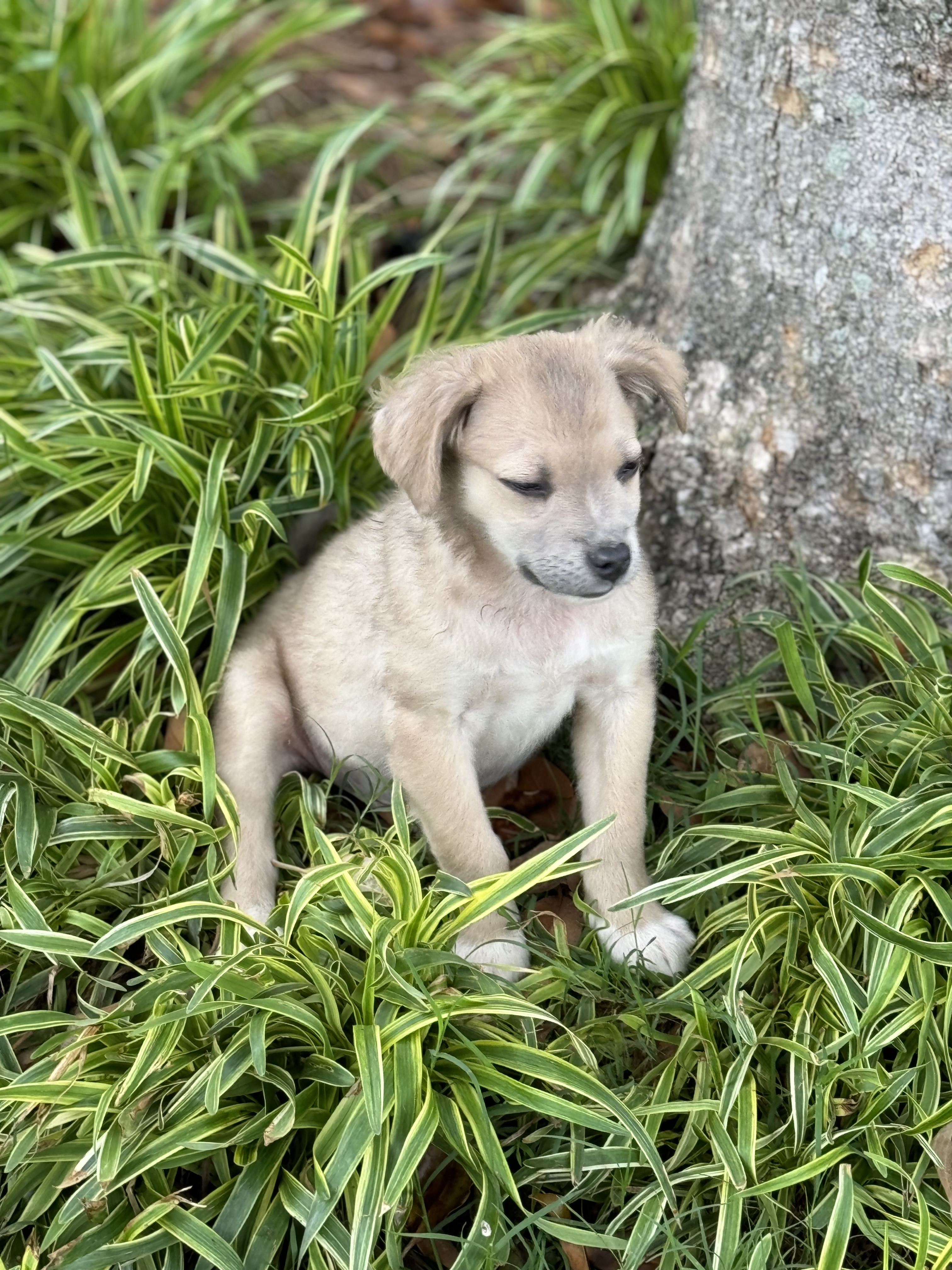 Eric, a Adopted mixed breed in Holly Springs, MS image 4/4
