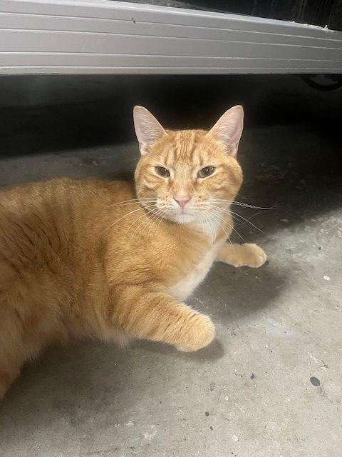 Colby, Adoptable, Young Male Tabby.