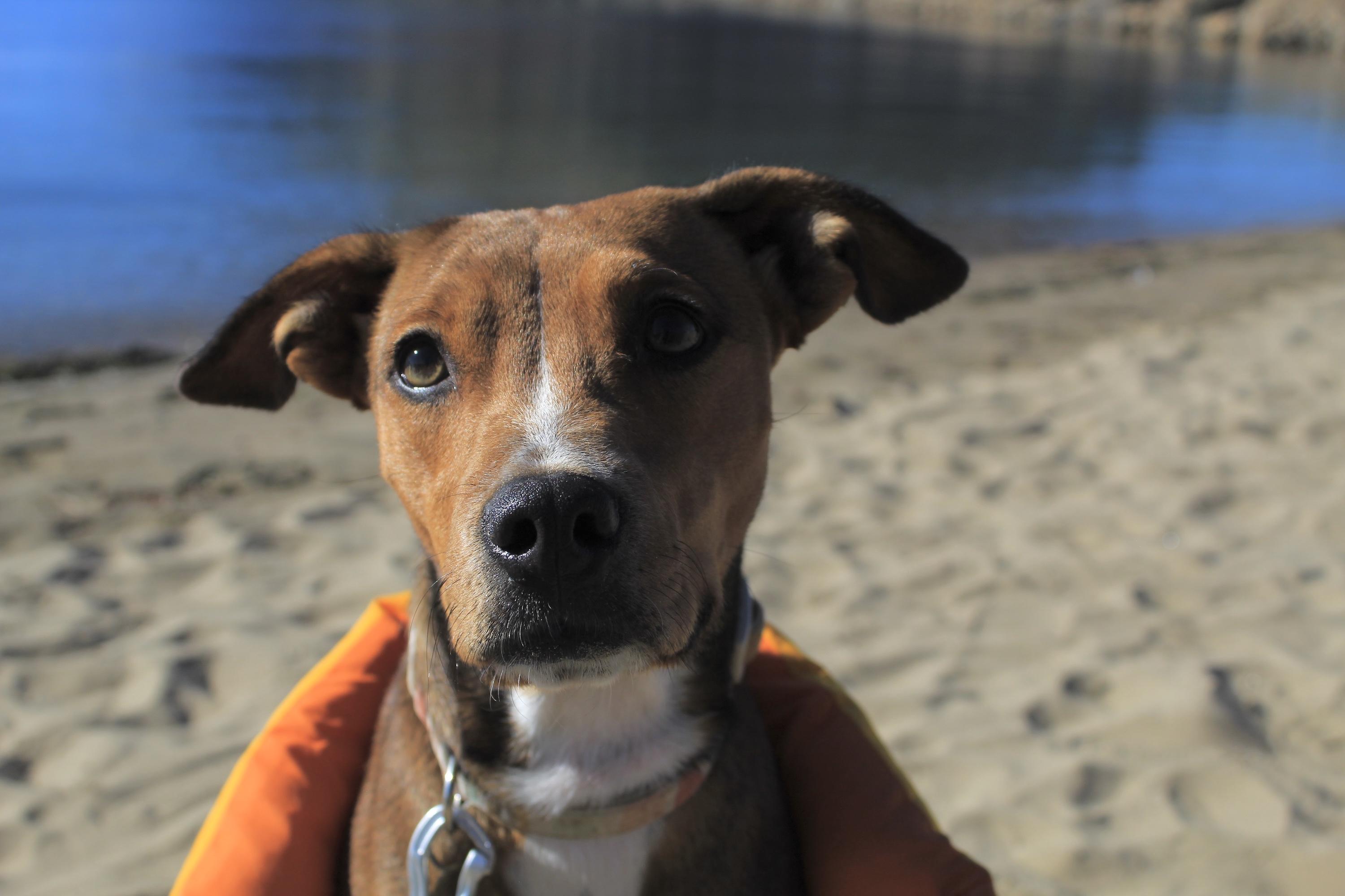 Enlarge Riley, a Adopted mixed breed in San Jose, CA image 6/6