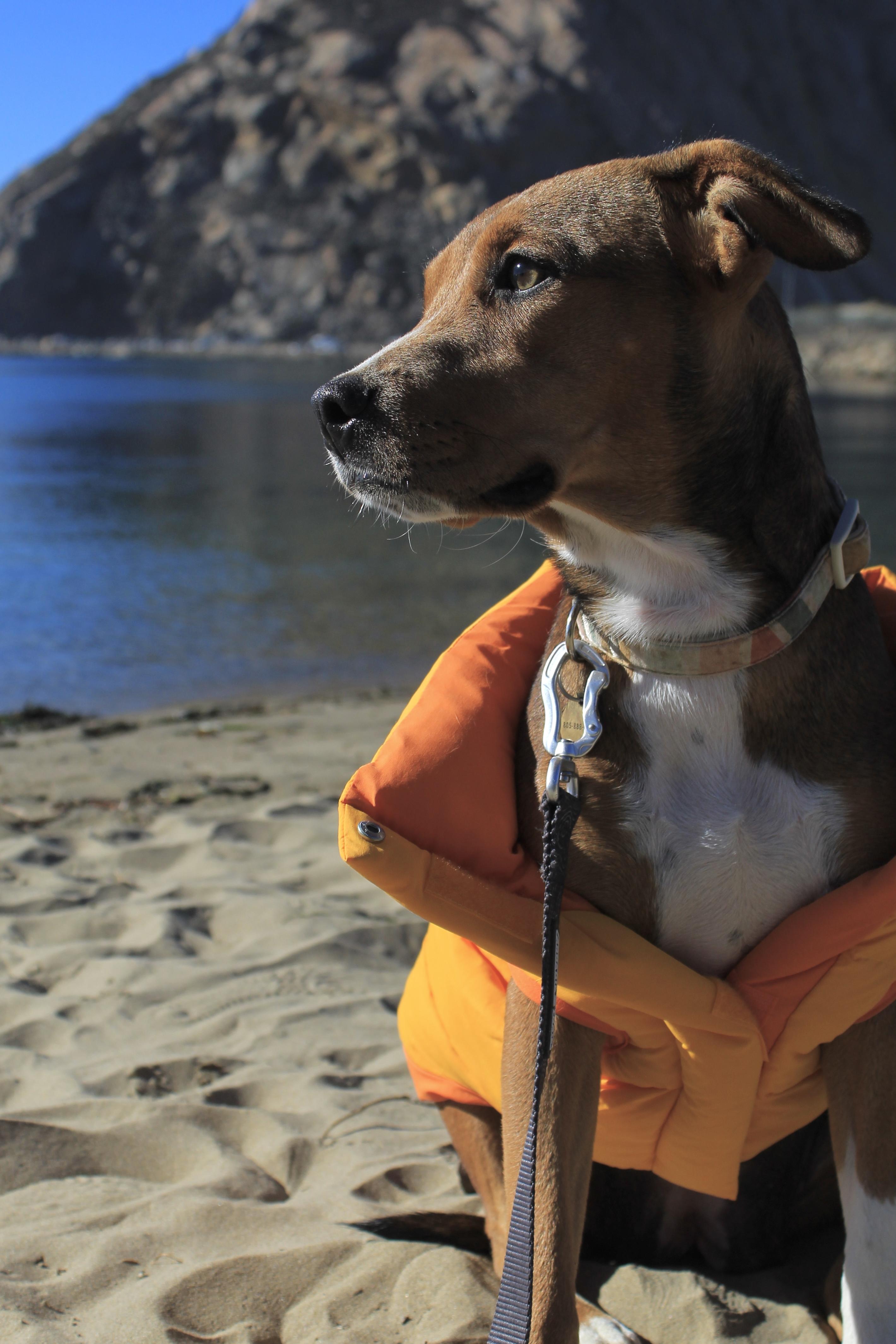 Enlarge Riley, a Adopted mixed breed in San Jose, CA image 2/6