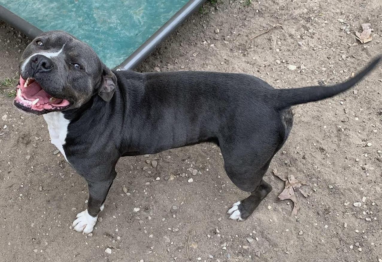 Bonnie, Adoptable, Adult Female American Bully.