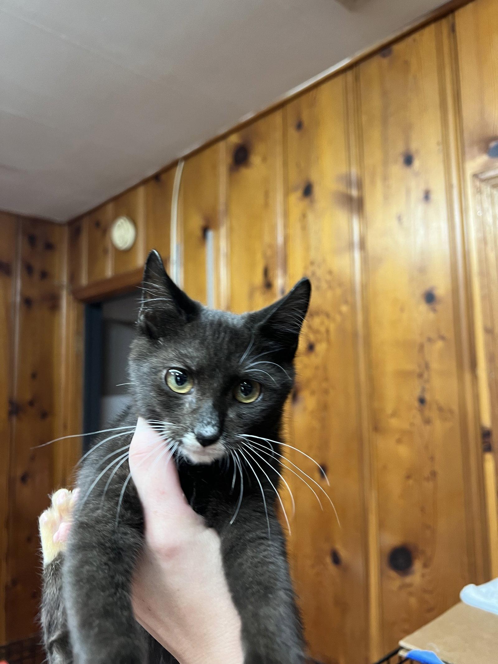 Batman, Adoptable, Kitten Male Domestic Short Hair.
