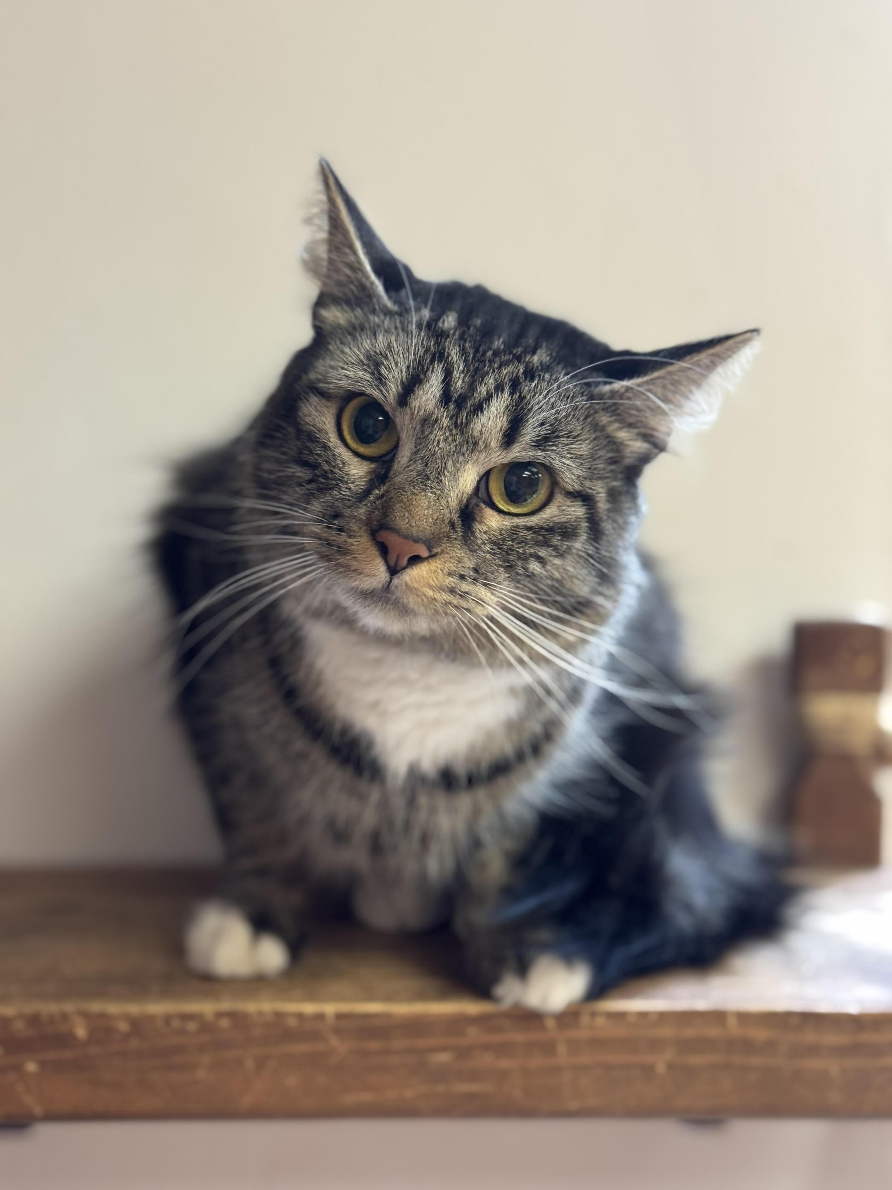 Sol, ADOPTABLE, Young Female Domestic Medium Hair.