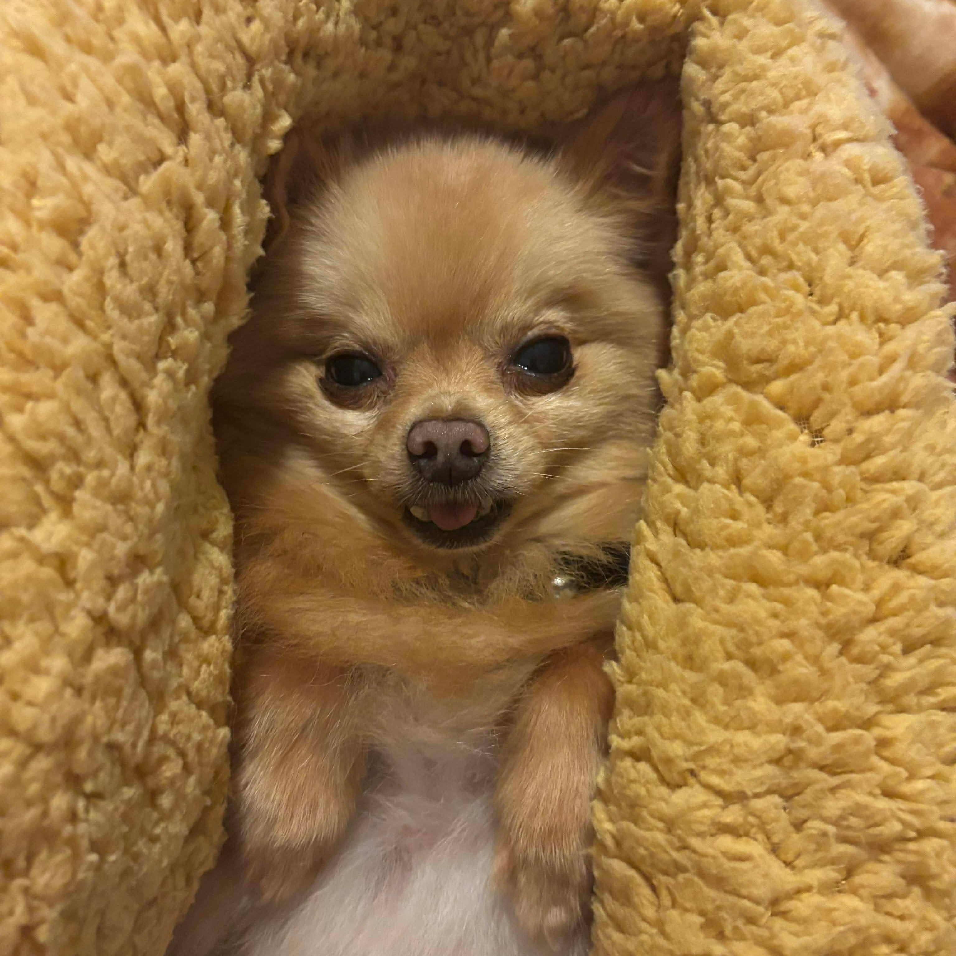 Gizmo — thumbnail 4