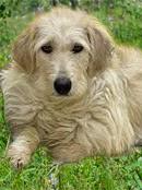 Sugar, a Adoptable mixed breed in San Luis, CO image 1/3