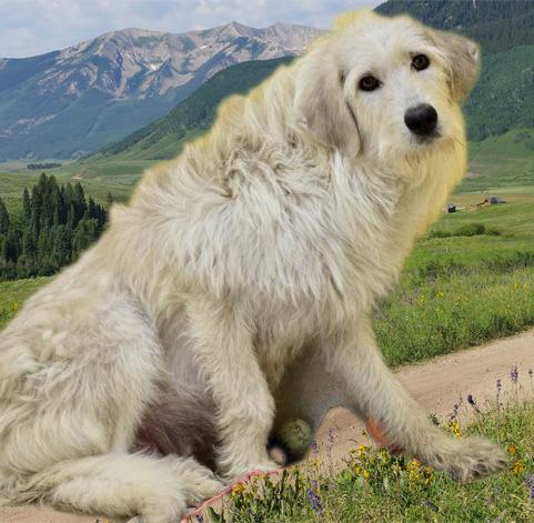 Sugar, a Adoptable mixed breed in San Luis, CO image 2/3