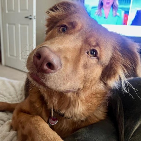 Enlarge Murray    NEED FOSTER , a ADOPTABLE mixed breed in White Bear Lake, MN image 1/6