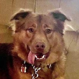 Enlarge Murray    NEED FOSTER , a ADOPTABLE mixed breed in White Bear Lake, MN image 4/6