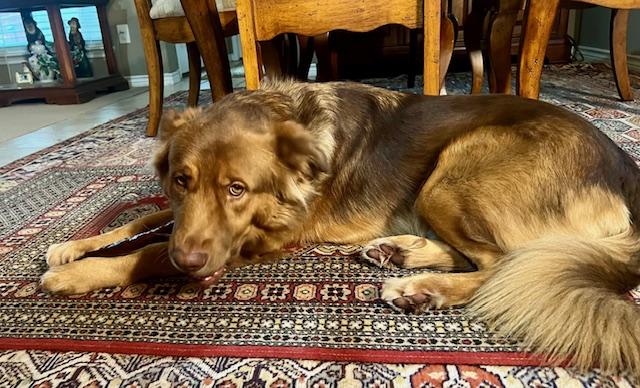 Enlarge Murray    NEED FOSTER , a ADOPTABLE mixed breed in White Bear Lake, MN image 3/6