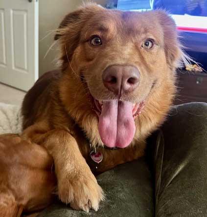 Enlarge Murray    NEED FOSTER , a ADOPTABLE mixed breed in White Bear Lake, MN image 2/6