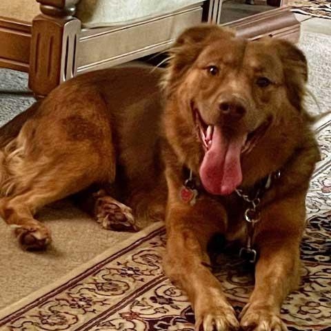 Enlarge Murray    NEED FOSTER , a ADOPTABLE mixed breed in White Bear Lake, MN image 6/6