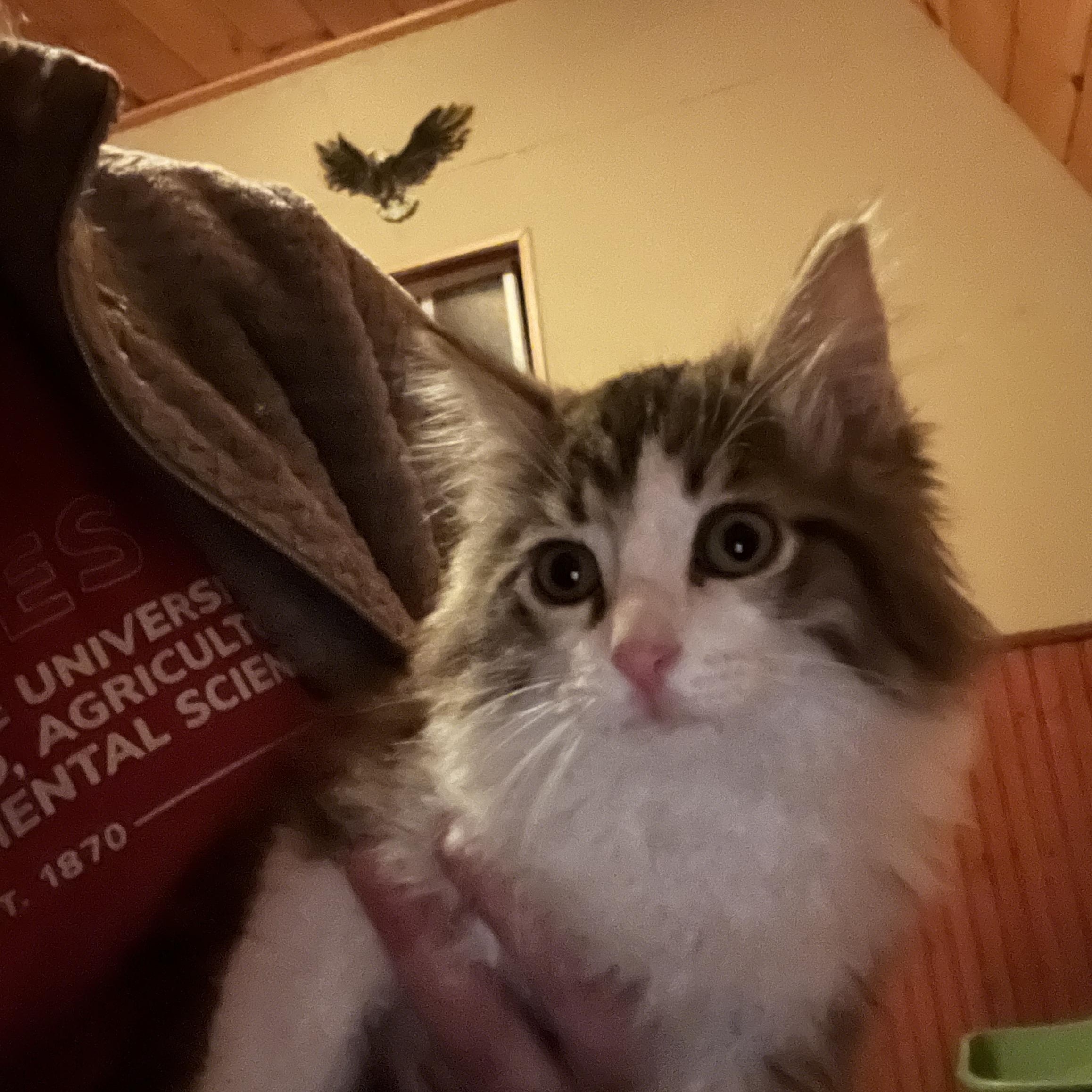 Enlarge Biscuit, a ADOPTABLE mixed breed in Ashland, OH image 2/2