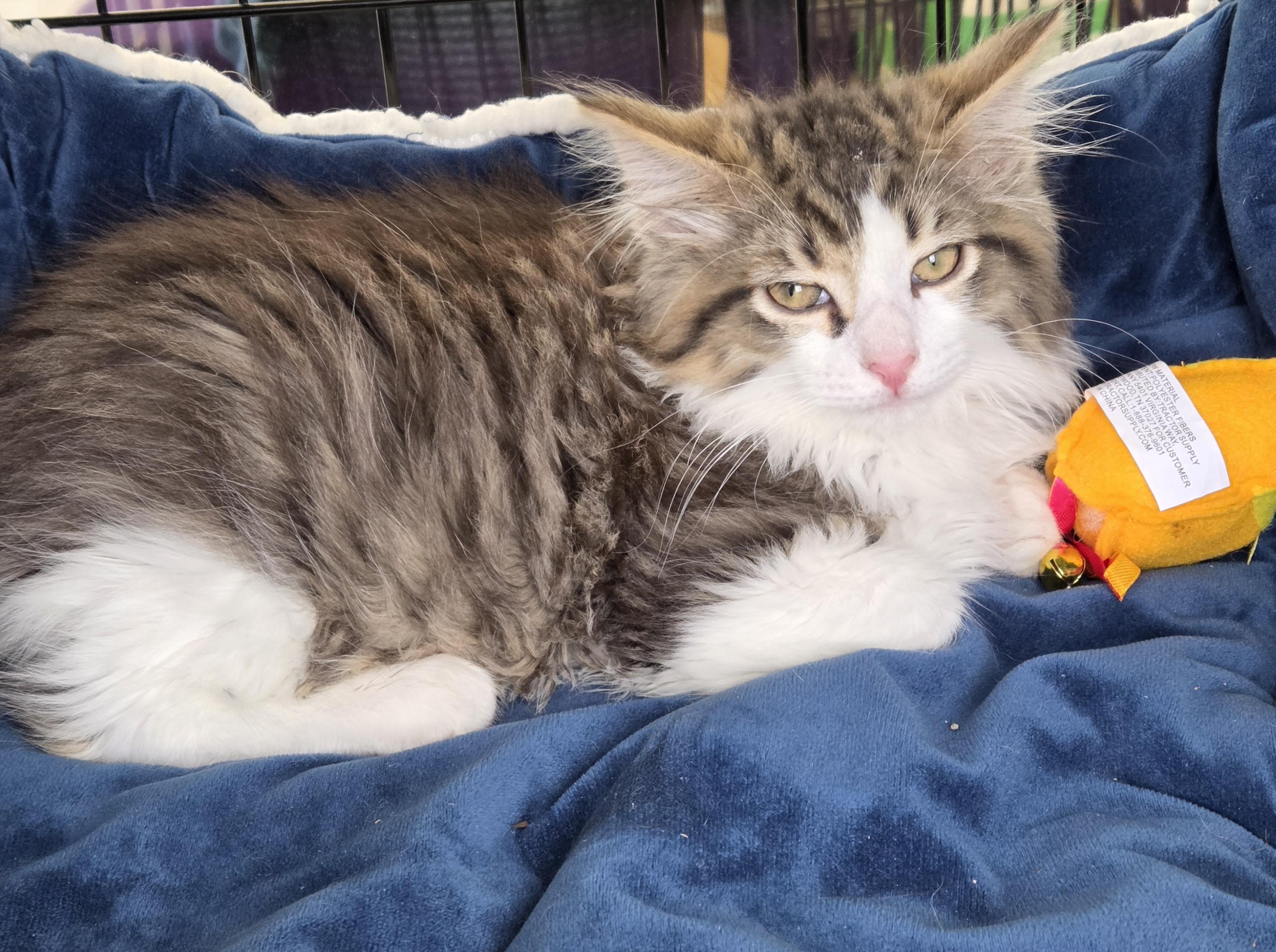 Enlarge Biscuit, a ADOPTABLE mixed breed in Ashland, OH image 1/2