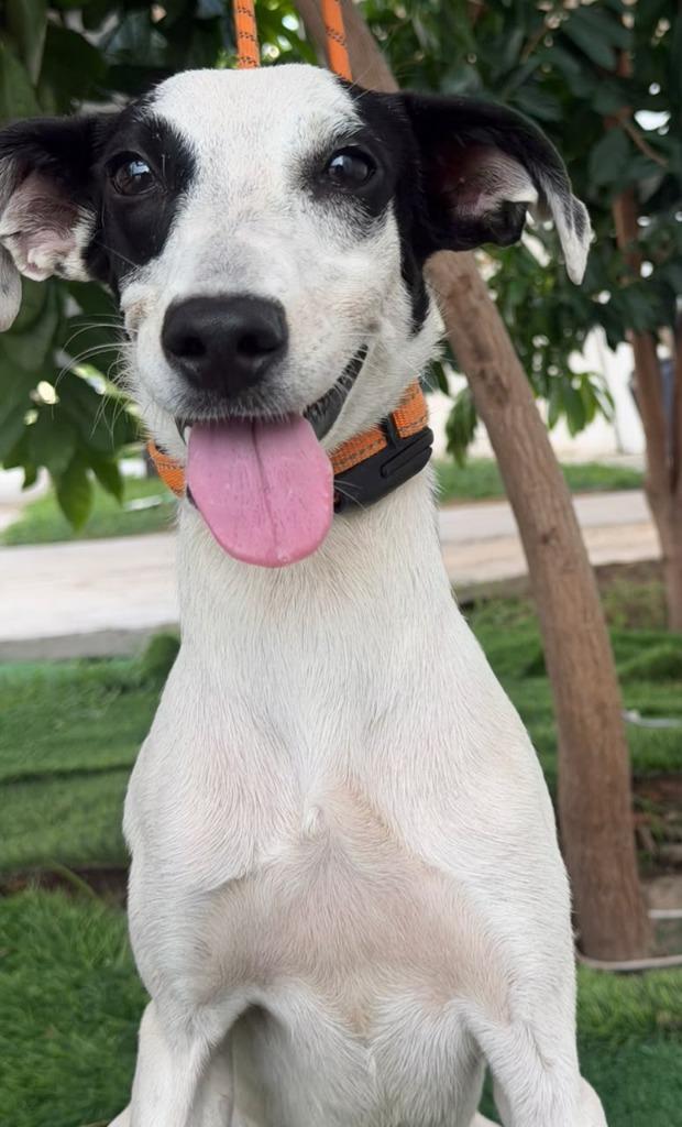 Mapi, Adoptable, Puppy Female Italian Greyhound & Whippet.