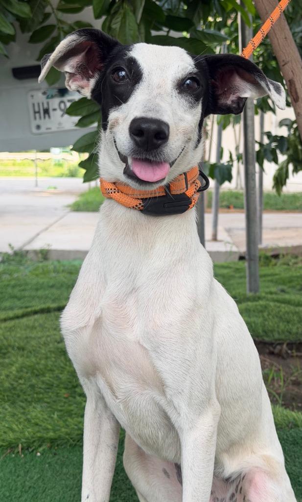 Enlarge Mapi, a Adoptable mixed breed in San Diego, CA image 2/3