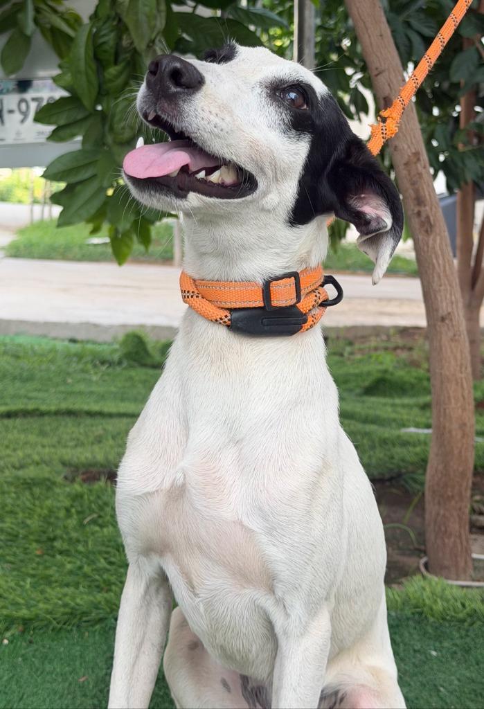 Enlarge Mapi, a Adoptable mixed breed in San Diego, CA image 3/3