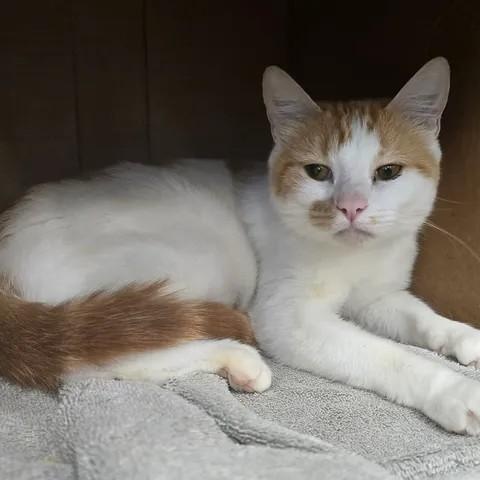 Enlarge Lemonade, a ADOPTABLE Domestic Short Hair in Winthrop, ME image 1/1