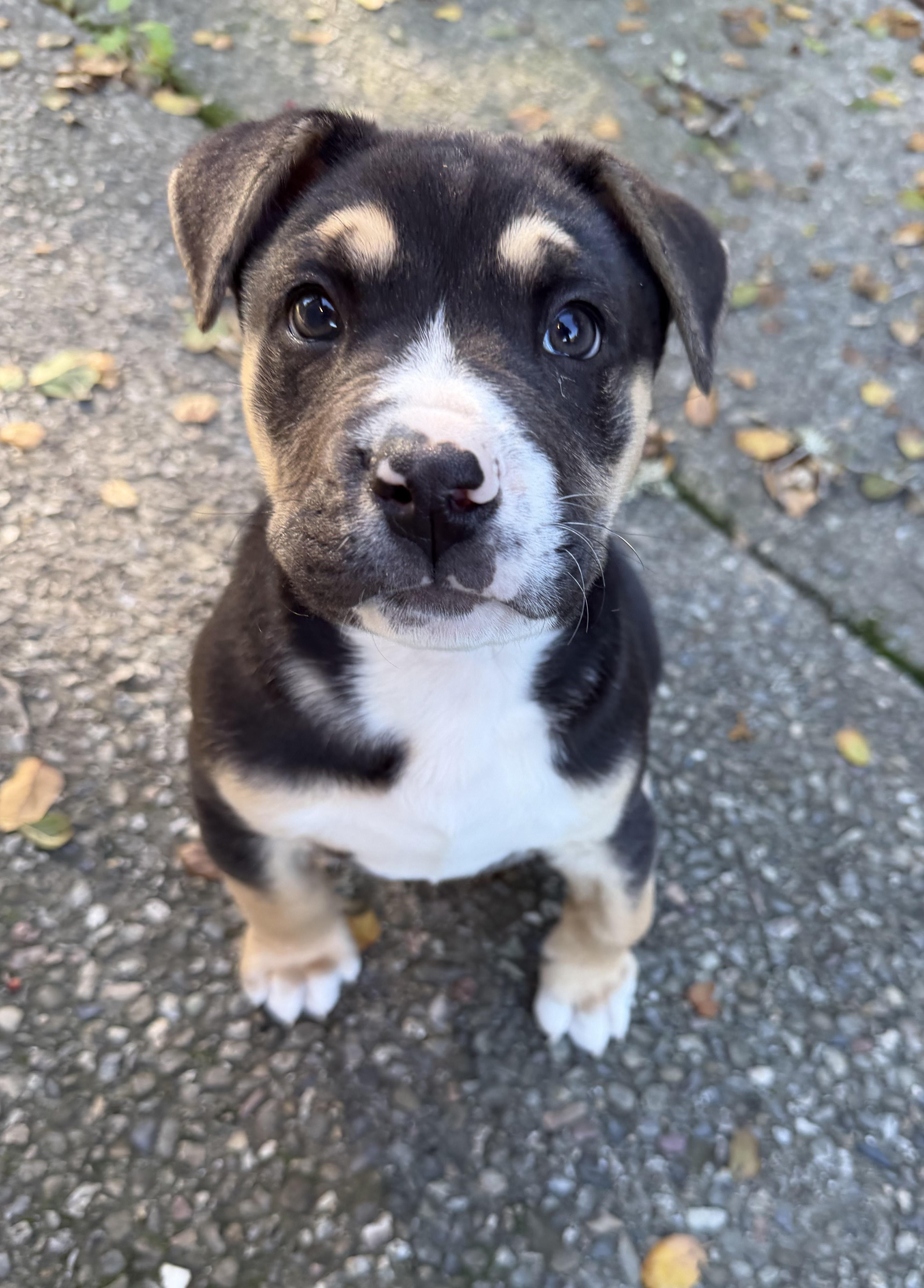 Hank, ADOPTABLE, Puppy Male American Staffordshire Terrier.