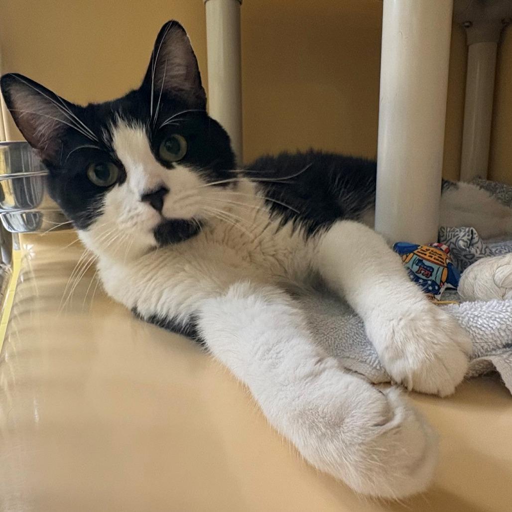 Nigel, Adoptable, Adult Male Domestic Short Hair.