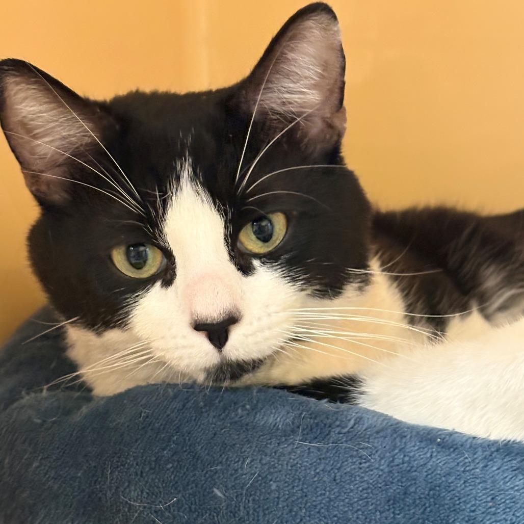 Enlarge Nigel, a Adoptable Domestic Short Hair in East Hanover, NJ image 1/4