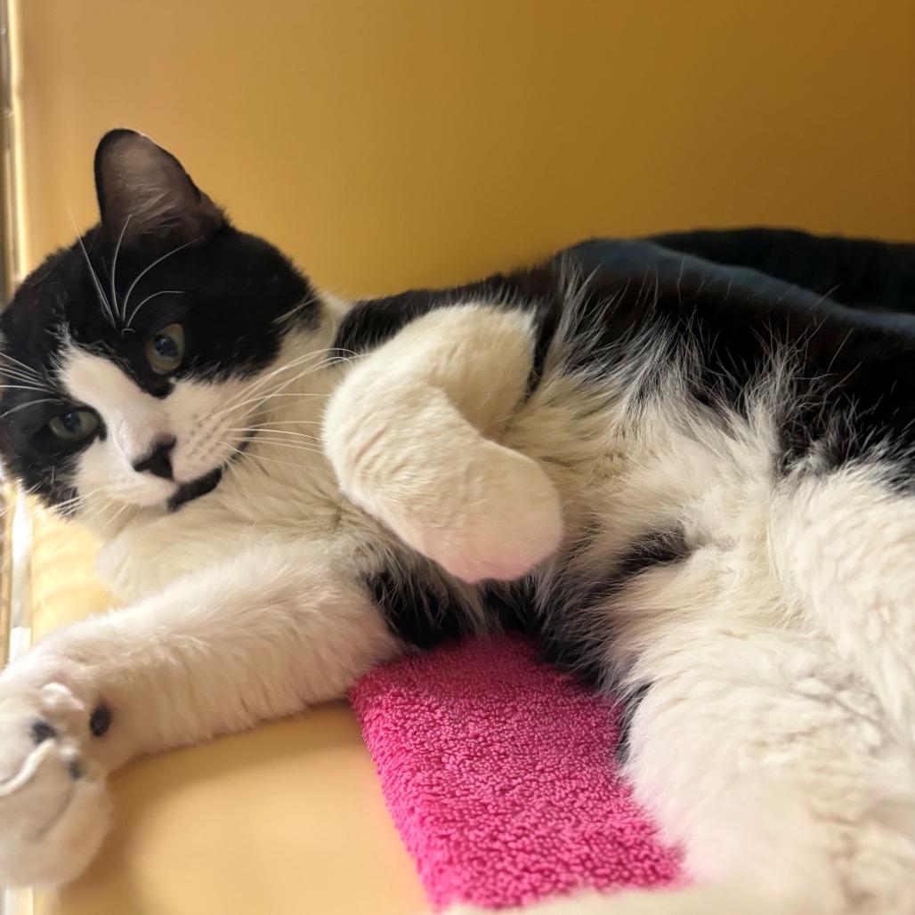 Enlarge Nigel, a Adoptable Domestic Short Hair in East Hanover, NJ image 2/4