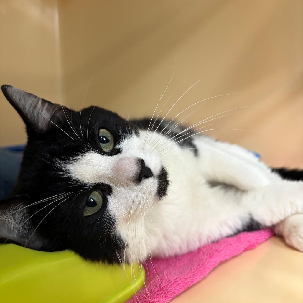 Enlarge Nigel, a Adoptable Domestic Short Hair in East Hanover, NJ image 3/4