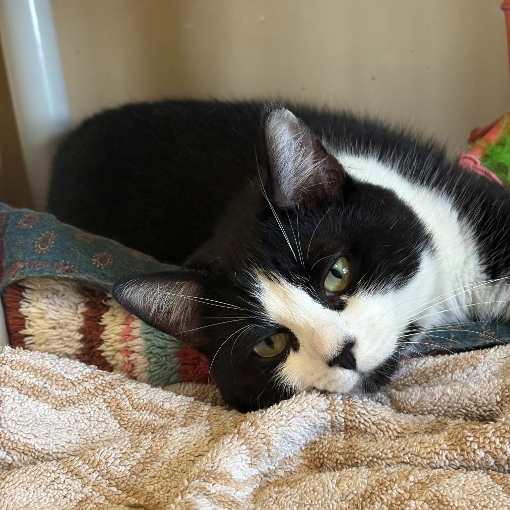 Enlarge Nigel, a Adoptable Domestic Short Hair in East Hanover, NJ image 6/6