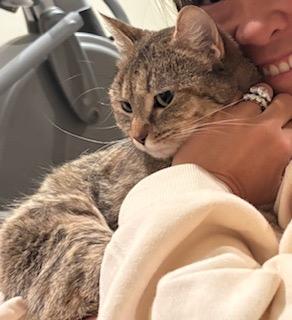 Bunny, Adopted, Young Female Domestic Short Hair.