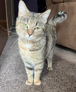 Bunny, a Adopted mixed breed in Parkville, MD image 2/2