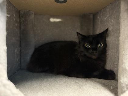 Enlarge Marisole, a Adoptable mixed breed in Harbor Springs, MI image 1/2