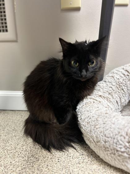 Enlarge Marisole, a Adoptable mixed breed in Harbor Springs, MI image 2/2