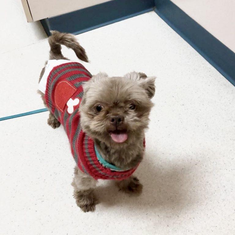 Cocoa Bean, Adopted, Young Male Shih Tzu.