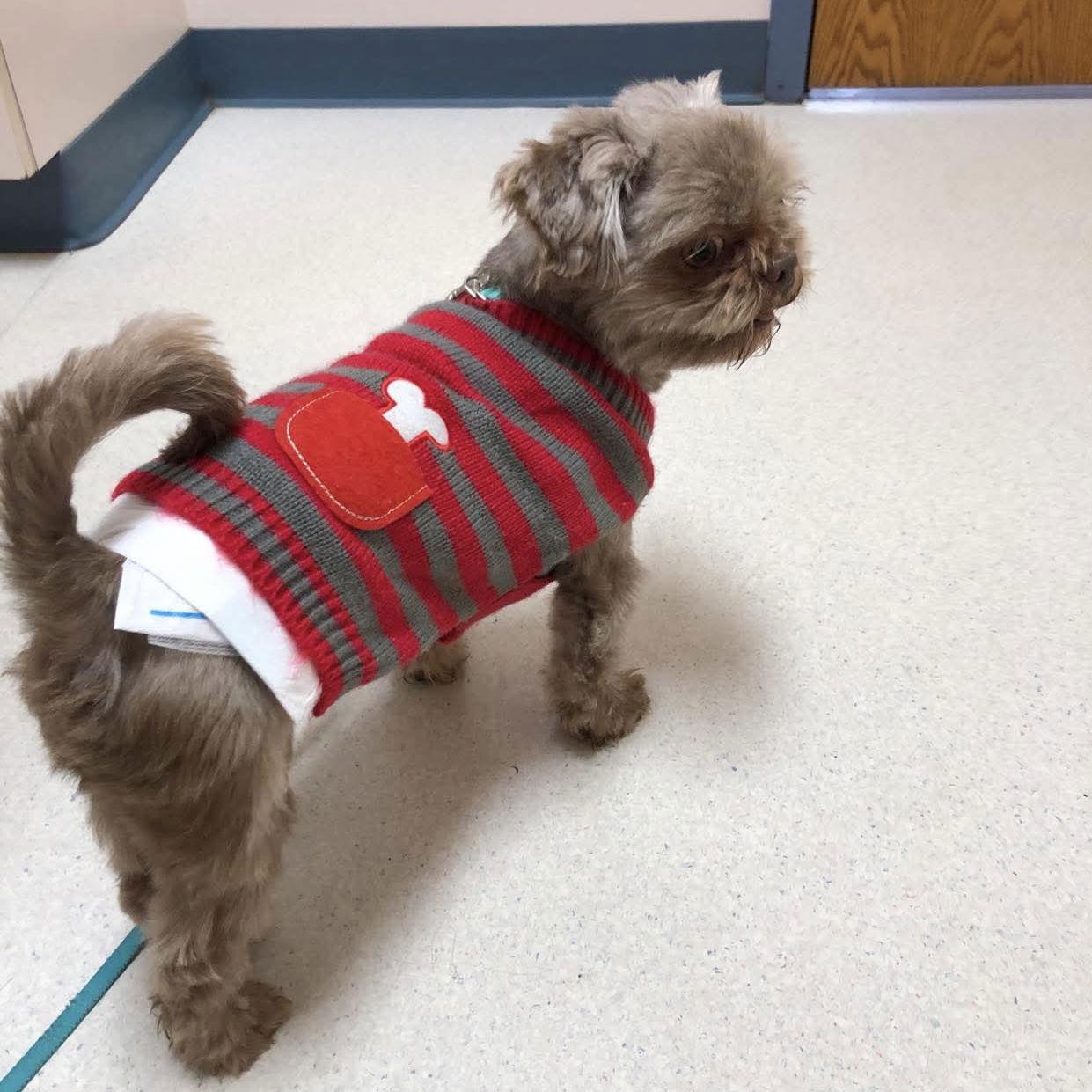 Enlarge Cocoa Bean, a Adopted Shih Tzu in Spring Lake, NC image 2/3