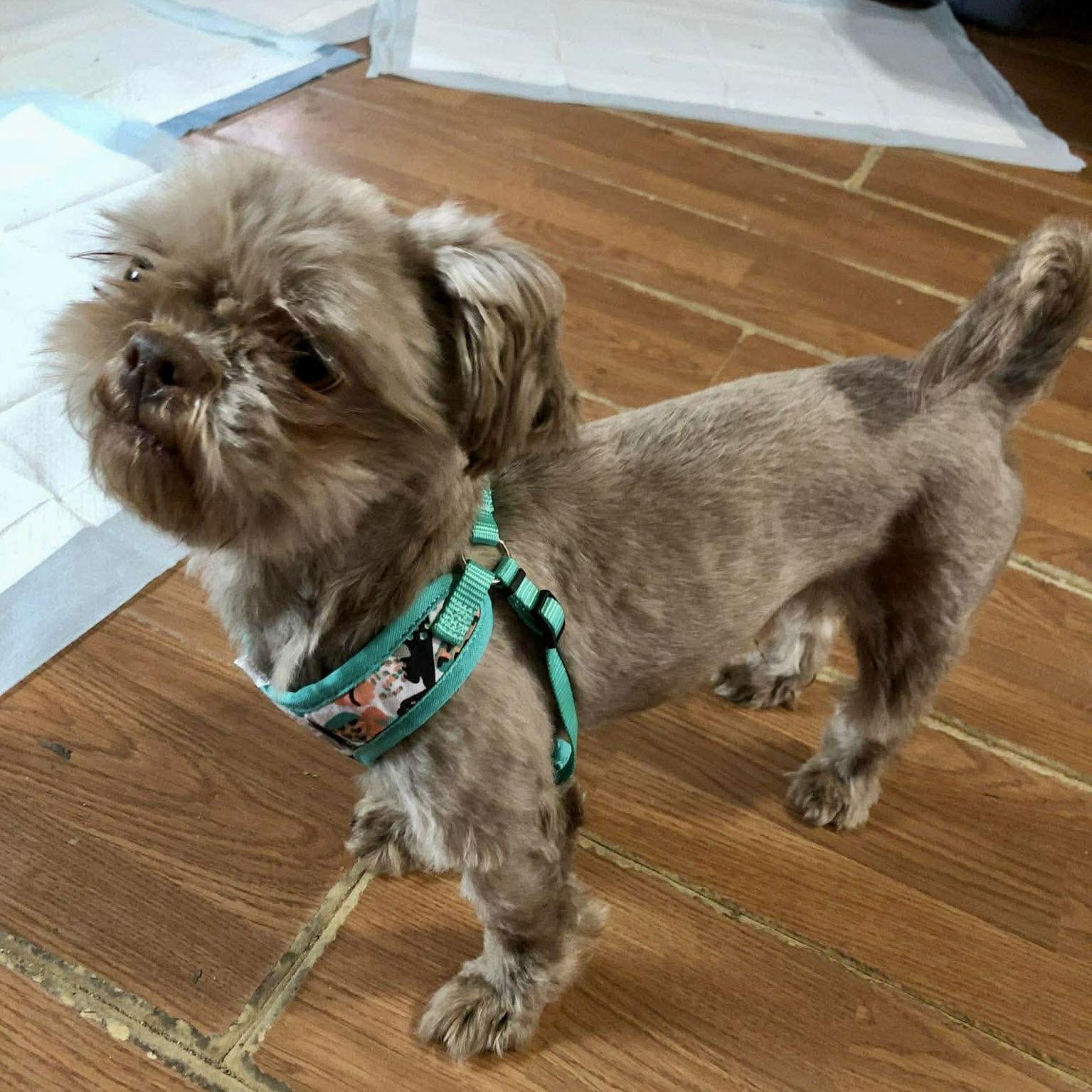 Enlarge Cocoa Bean, a Adopted Shih Tzu in Spring Lake, NC image 3/3