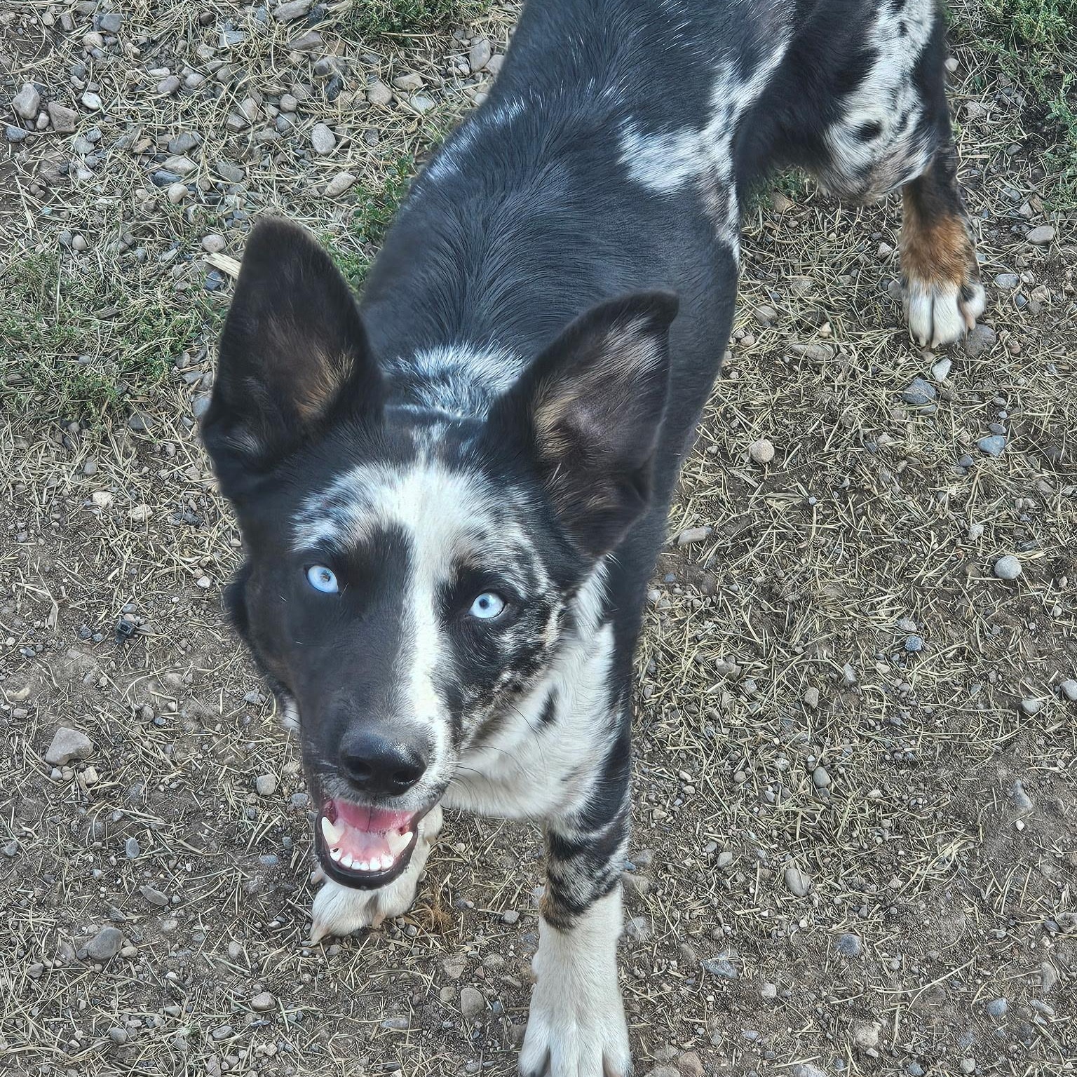 Woodrow, ADOPTABLE, Young Male Australian Cattle Dog / Blue Heeler.
