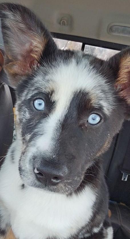 Enlarge Woodrow, a ADOPTABLE mixed breed in Thayne, WY image 2/3