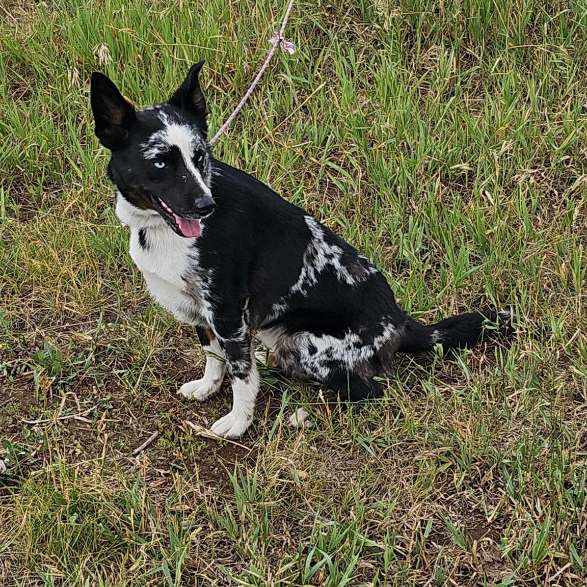 Enlarge Woodrow, a ADOPTABLE mixed breed in Thayne, WY image 3/3