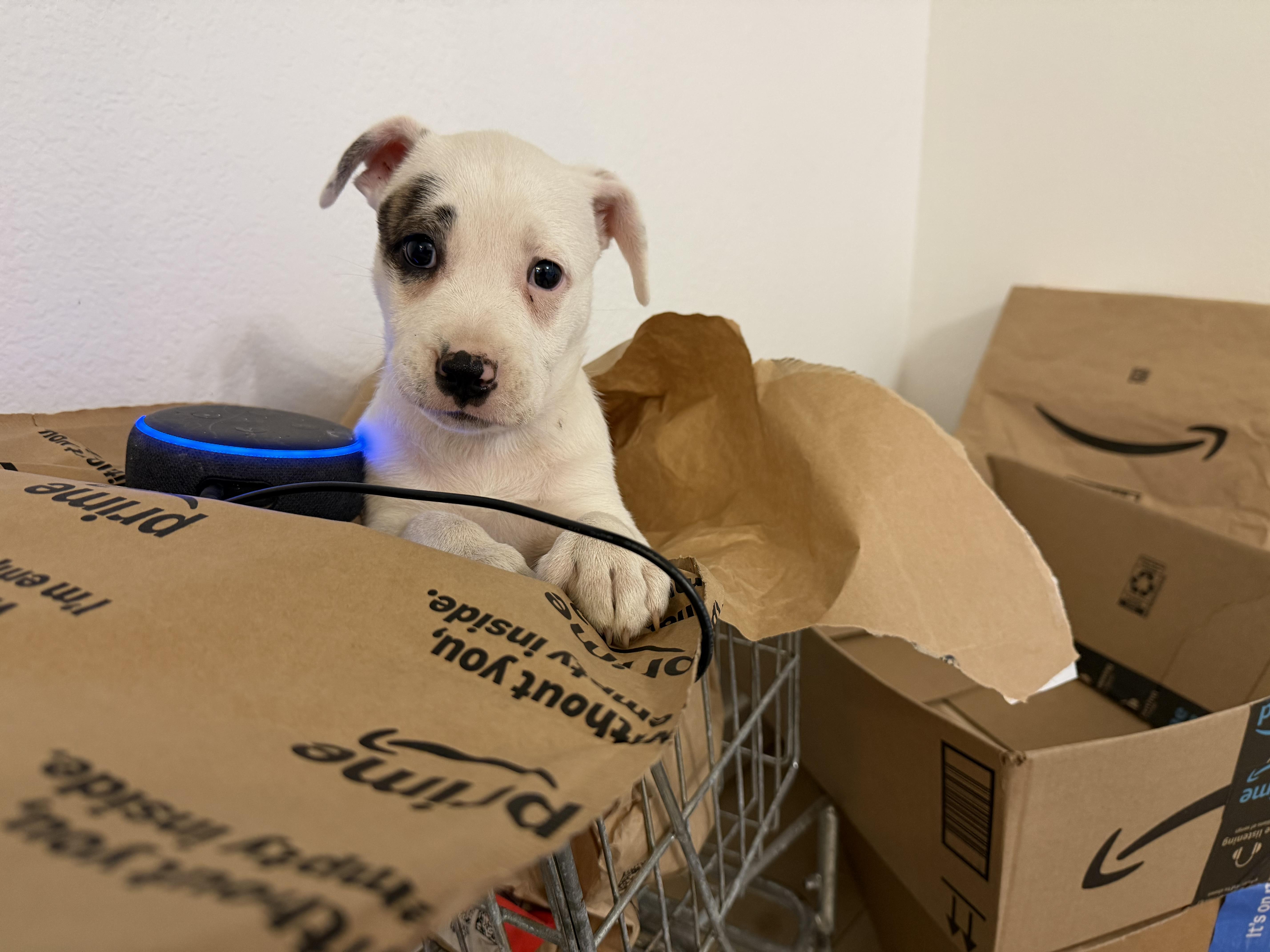 Enlarge Nova, a Adoptable mixed breed in Eugene, OR image 3/3