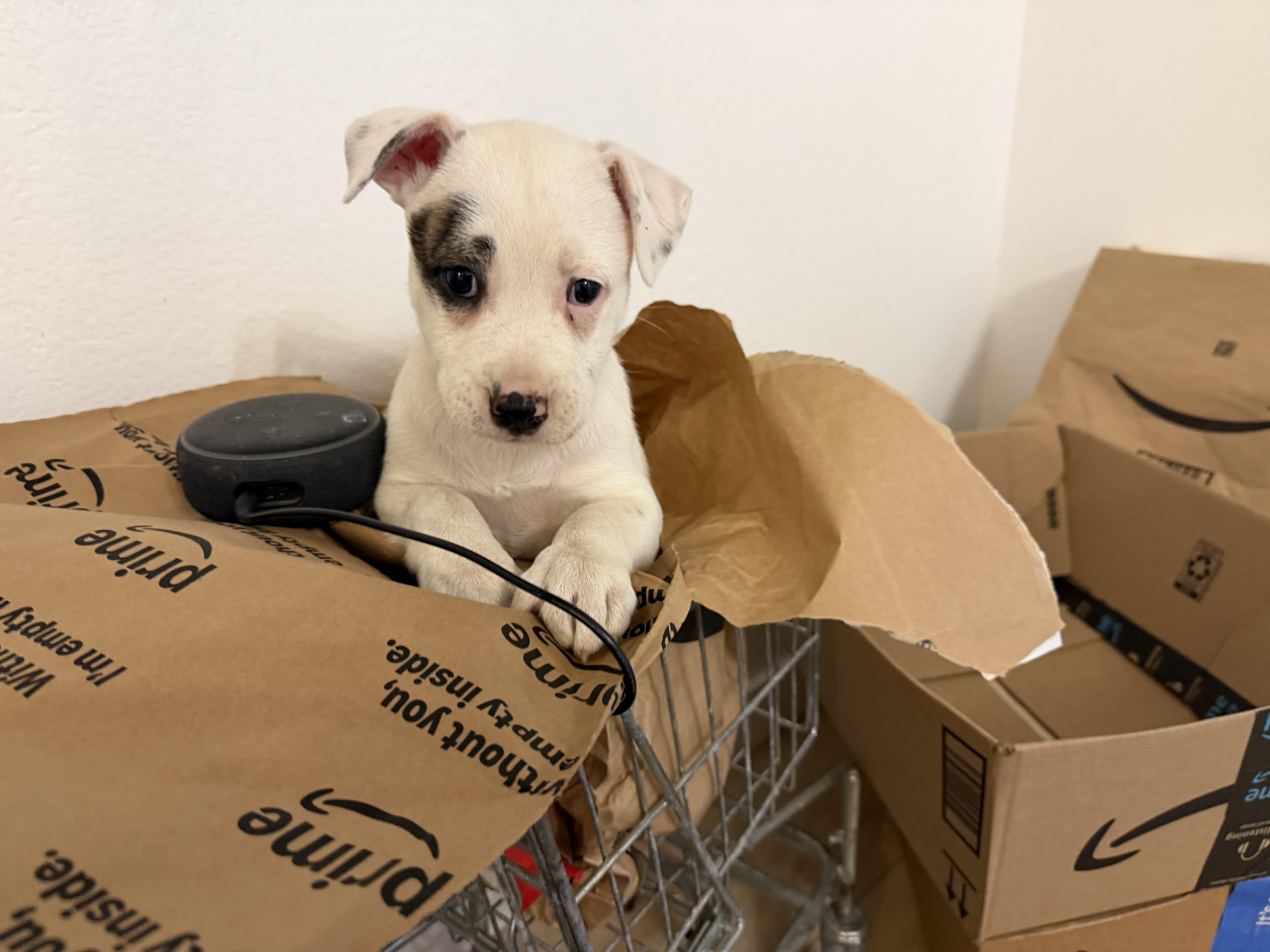 Enlarge Nova, a Adoptable mixed breed in Eugene, OR image 2/3