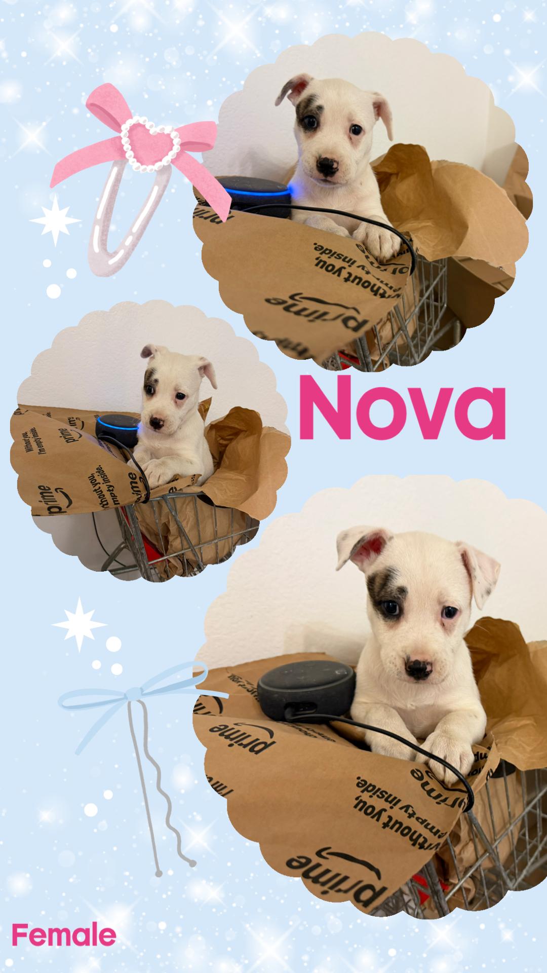 Nova, Adoptable, Puppy Female Pit Bull Terrier.