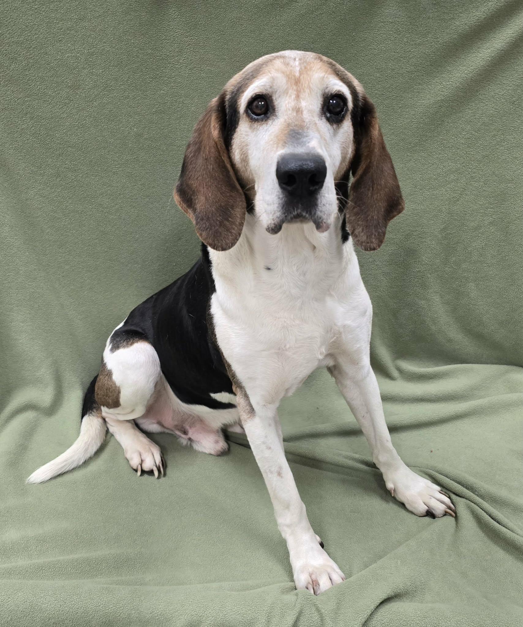 Harry, an adoptable Hound in Frankfort, IN image 2/4