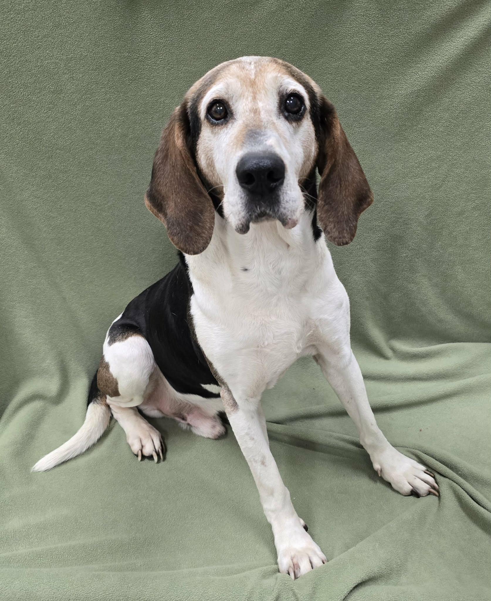 Harry, an adoptable Hound in Frankfort, IN image 3/4