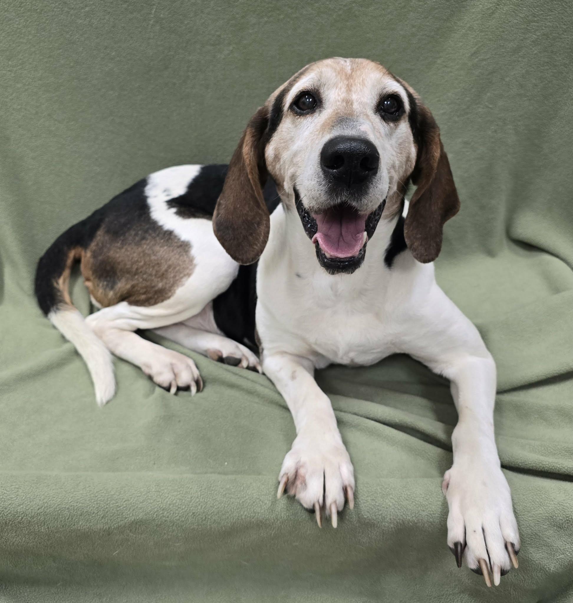 Harry, an adoptable Hound in Frankfort, IN image 4/4