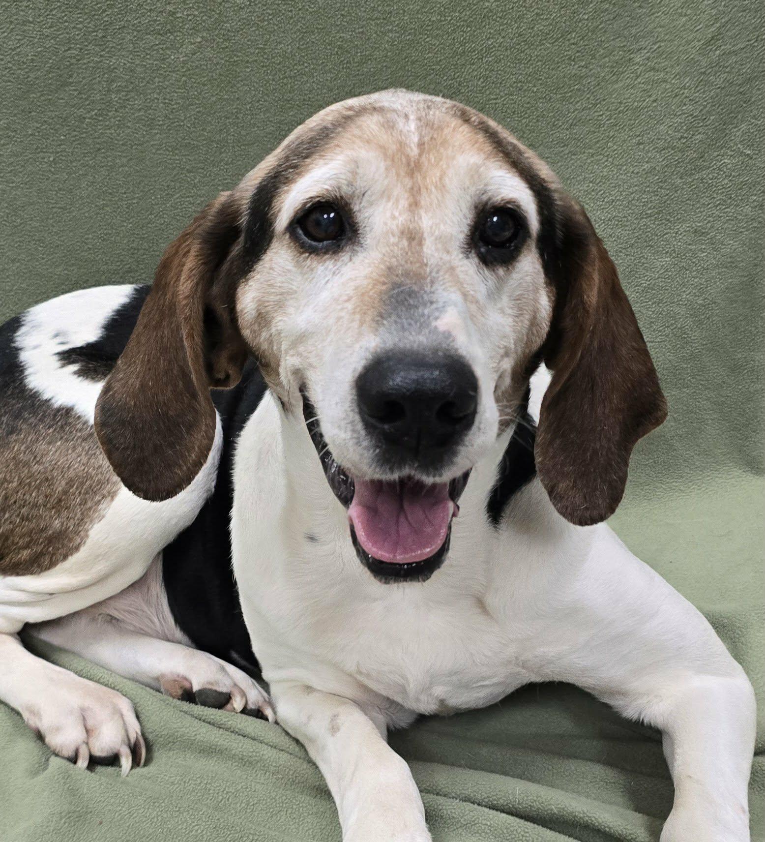 Harry, an adoptable Hound in Frankfort, IN image 1/4